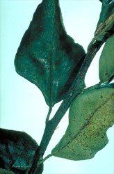 Photo 4. Sooty mould, Capnodium citri, on citrus.