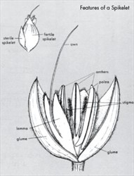 Diagram. Structure of a single sorghum spikelet.