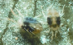 Photo 5. Two-spotted mite, Tetranychus sp., with characteristic body patterns.