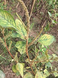 Photo 9. Yellowing of leaves of Amaranthus, growing wild and heavility infested with spider mites.
