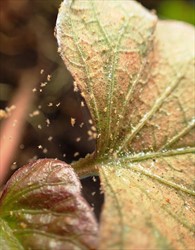 Photo 8. Spider mites on their webs over a sweet potato leaf.