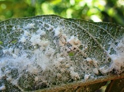 Photo 6. Heavy infection of spiralling whitefly, Aleurodicus dispersus, on guava. The silken threads of wax oridyuced by the female are clearly seen.
