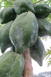 Photo 2. Spirals of eggs and wax on the fruit of papaya made by the spiralling whitefly, Aleurodicus dispersus.
