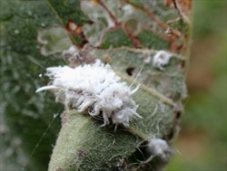 Photo 7. Predator on spiraling whitefly, Aleurodicus dispersus, on guava. Possibly a Cryptolaemus species.