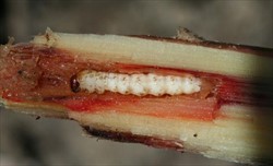 Photo 1. Larva of the sugarcane borer, Chilo terrenellus, inside the stem of sugarcane.