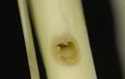 Photo 2. Damage by the sugarcane borer, Chilo terrenellus, weakens the internodes and makes the stems susceptible to breaking in high winds.