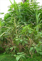 Photo 2. Stunted plant infected by Sugarcane Fiji disease virus.