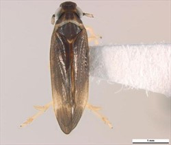 Photo 3. Above view of Eumetopina flavipes, the planthopper that spreads Ramu stunt disease.