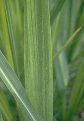 Photo 2. Leaves showing yellow streaks (2-5 mm wide) along the blade, typical of Ramu stunt disease on susceptible varieties of sugarcane.