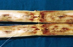 Photo 2. Internal symptoms of red rot, Glomerella tucumanensis, in a sugarcane stem.