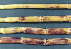 Photo 1. External red blotches on sugarcane stems caused by red rot, Glomerella tucumanensis.
