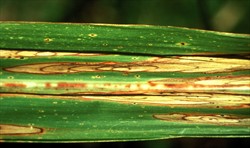 Photo 1. Oval spots of veneer blotch on the midrib and leaf blade of sugarcane, caused by Deightoniella papuana. Note how the older spots enclose the younger ones.