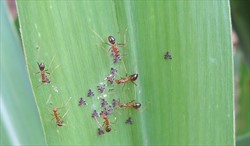 Photo 4. Adult sugarcane whiteflies, Neomaskellia bergii, attended by ants.