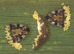 Photo 3. Eggs and adults of the sugarcane whitefly, Neomaskellia bergii.
