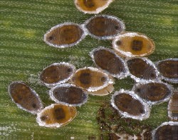 Photo 1. Late stage nymphs and pupae of the sugarcane whitefly, Neomaskellia bergii.