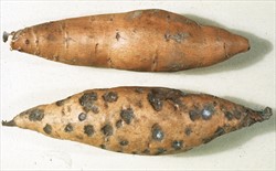 Photo 2. As in Photo 1, sunken, circular spots on a sweetpotato storage root caused by black rot, Ceratocystis fimbriata. The white cottony growth of the fungus can be seen on some of the spots.