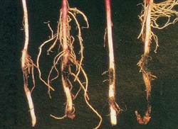 Photo 3. Long black spots mostly on the underground parts of sweetpotato vines caused by black rot, Ceratocystis fimbriata.