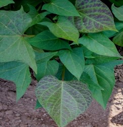 Photo 1. Reddening of older leaves on sweet potato caused by Sweet potato chlorotic stunt virus.