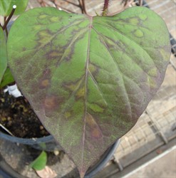Photo 3. Similar to Photo 2, except spots are fading on this older leaf, and there is more "feathering" along the veins.