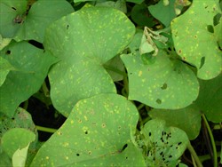Photo 1. Yellow spots on leaves, similar to those from infection by Sweetpotato feathery mottle virus.