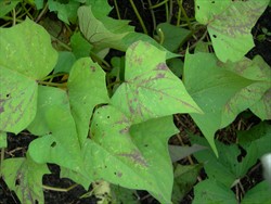 Photo 4. Purple feathery-like patterns along veins typical of infection from Sweetpotato feathery mottle virus.