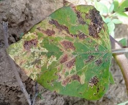 Photo 4. Rots developoing from feeding marks of sweetpotato flea beetle, Chaetocnema confinis, on sweetpotato.