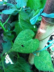 Photo 3. Sweetpotato flea beetles, Chaetocnema confinis, on leaf of Ipomoea (weed) species.