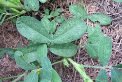 Photo 3. Sweetpotato flea hopper, Halticus sp., on peanut causing small white spots on the leaves.
