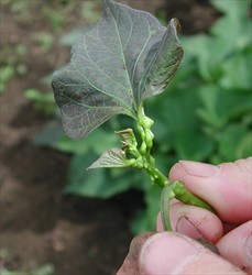 Photo 2. Galls caused by the sweetpotato gall mite, Eriophyes gastrotrichus, on petioles of sweetpotato. Some of the galls grow up to 10 mm long and 5 mm wide.