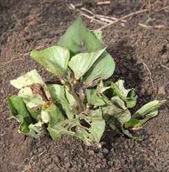 Photo 3. Growers often plant cuttings that have galls on them, not realising that the galls contain mites, which may reduce plant vigour and consequently the yield of the plants.