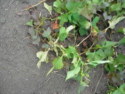 Photo 1. Severe infection of galls caused by the sweetpotato gall mite, Eriophyes gastrotrichus, on stems and petioles of sweetpotato.