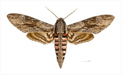 Photo 4. Adult Agrius convolvuli. The wingspan of this moth can reach 12 cm.