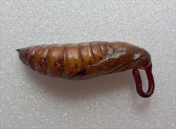 Photo 2. Pupa of sweet potato hornworm larva, Agrius convolvuli.