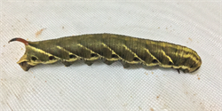 Photo 2. Sweet potato hornworm larva, Agrius convolvuli. Note colours range from green, brown to black.