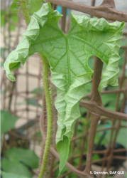 Photo 2. Sweet potato leaf curl virus on the indicator plant, Ipomea setosa.