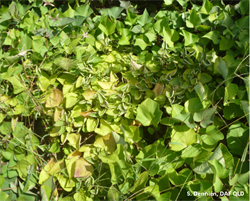 Photo 1. Sweet potato leaf curl virus on variety Beauregard.