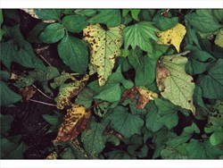 Photo 1. Sweetpotato leaves with leaf spots caused by Pseudocercospora timorensis.