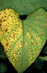 Photo 2. Older leaf of sweetpotato with spots caused by Pseudocercospora timorensis.