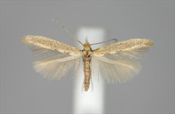 Photo 3. Adult sweetpotato leafminer, Bedellia somnulentella, showing the fringed fore and hindwings.