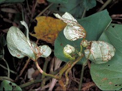 Photo 1. Distorted, torn leaves showing the brown scabby areas along the veins and leaf stalks caused by Elsinoe batatas. These are the places where the spores are produced.