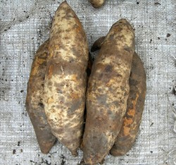Photo 1. Dark grey patches on the surface of sweerpotato storage roots caused by scurf, Monilochaetes infuscans.