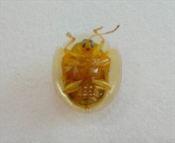 Photo 5. Underside of the tortoise beetle, Cassida papuana, showing the extended thorax and wing covers.