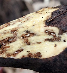 Photo 4. Larvae or grubs of sweetpotato weevil, Cylas formicarius, in a storage root.