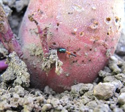 Photo 7. sweetpotato weevil, Cylas formicarius, on the outside of a storage root left on the soil. Note the small feeding pits made by the weevil.