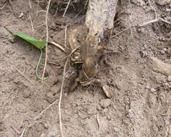 Photo 3. Crown area of the vine, just above soil level, heavily infested by sweetpotato weevil, Cylas formicarius, and rots have developed.
