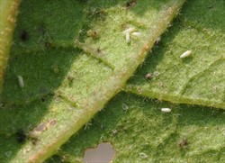 Photo 4. Adults, nymphs and moulted skins of the sweetpotato whitefly, Bemisia tabaci.