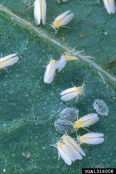 Photo 3. Adult sweet potato whitefly, Bemisia tabaci, and skins of the fourth stage (puparium) also present.