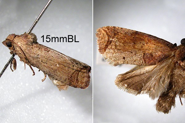 Fact sheet - Tahitian chestnut moth (359)