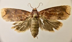 Photo 5. Adult Tahitian chestnut moth, Cryptophlebia pallimfimbriata (Fiji).