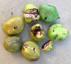 Photo 1. Fruit of Tahitian chestnut, Inocarpus fagiferus, with holes bored by the larvae of Cryptophlebia pallimfimbriata.